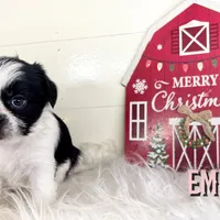 Emmy, a female Pekingese and Yorkshire Terrier for sale in Springfield, GA – Photo 7 of 10