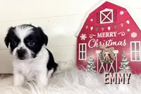 Emmy, a female Pekingese and Yorkshire Terrier for sale in Springfield, GA – Photo 7 of 10