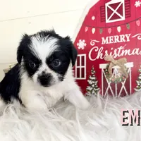 Emmy, a female Pekingese and Yorkshire Terrier for sale in Springfield, GA – Photo 9 of 10