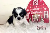 Emmy, a female Pekingese and Yorkshire Terrier for sale in Springfield, GA – Photo 9 of 10