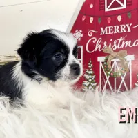 Emmy, a female Pekingese and Yorkshire Terrier for sale in Springfield, GA – Photo 1 of 10