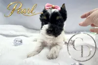 Pearl , a female Yorkshire Terrier for sale in Springfield, GA – 5 of 9
