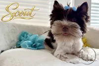 Scout , a female Yorkshire Terrier for sale in Springfield, GA – 2 of 9