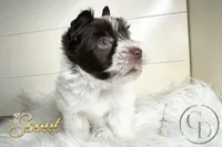 Scout , a female Yorkshire Terrier for sale in Springfield, GA – Photo 3 of 7