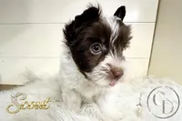 Scout , a female Yorkshire Terrier for sale in Springfield, GA – Photo 4 of 7