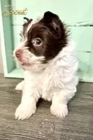 Scout , a female Yorkshire Terrier for sale in Springfield, GA – Photo 5 of 7