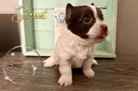 Scout , a female Yorkshire Terrier for sale in Springfield, GA – Photo 7 of 7