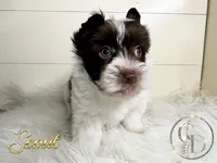 Scout , a female Yorkshire Terrier for sale in Springfield, GA – Photo 2 of 7