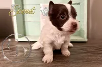 Scout , a female Yorkshire Terrier for sale in Springfield, GA – Photo 6 of 7