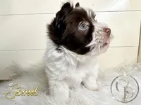 Scout , a female Yorkshire Terrier for sale in Springfield, GA – Photo 1 of 7