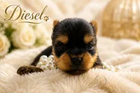 Tiny little Diesel, a male Yorkshire Terrier for sale in Springfield, GA – 5 of 5
