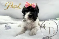 Pearl , a female Yorkshire Terrier for sale in Springfield, GA – 2 of 9