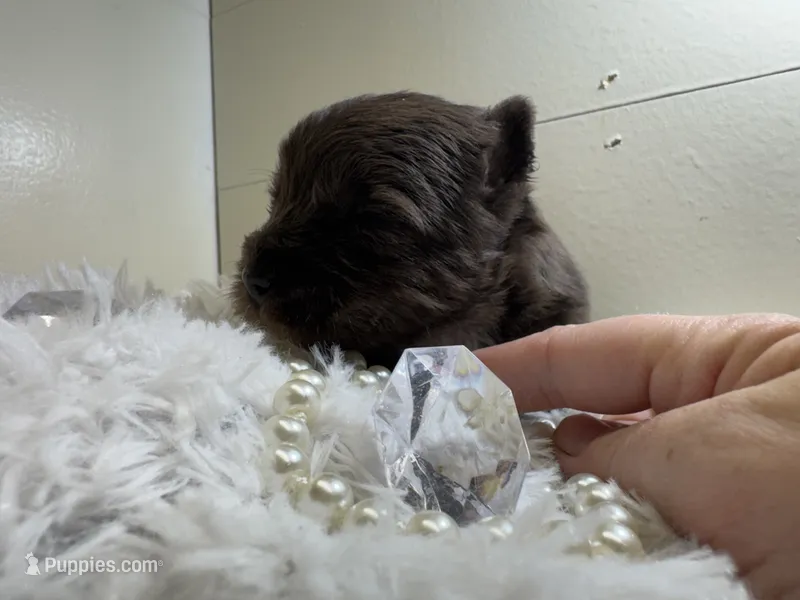 Bentley - Quality Yorkie  – Yorkshire Terrier puppy for sale in Springfield, GA