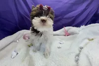 Dash , a male Yorkshire Terrier for sale in Springfield, GA – 3 of 8