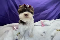 Dash , a male Yorkshire Terrier for sale in Springfield, GA – 6 of 8