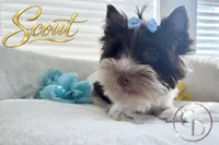 Scout , a female Yorkshire Terrier for sale in Springfield, GA – 1 of 9