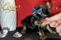 Cooper doll faced the quality Yorkie , a male Yorkshire Terrier for sale in Springfield, GA – 2 of 2