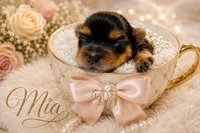 Sweet Little Mia, a female Yorkshire Terrier for sale in Springfield, GA – 7 of 7
