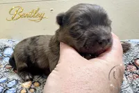 Bentley - Quality Yorkie , a male Yorkshire Terrier for sale in Springfield, GA – 2 of 4
