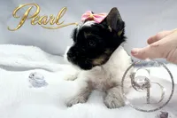 Pearl , a female Yorkshire Terrier for sale in Springfield, GA – 3 of 9