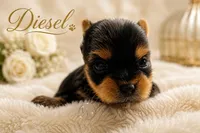 Tiny little Diesel, a male Yorkshire Terrier for sale in Springfield, GA – 2 of 5
