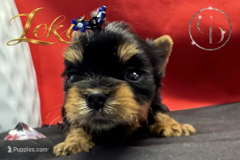 Loki TINY quality doll faced Yorkie puppy  – Yorkshire Terrier puppy for sale in Springfield, GA