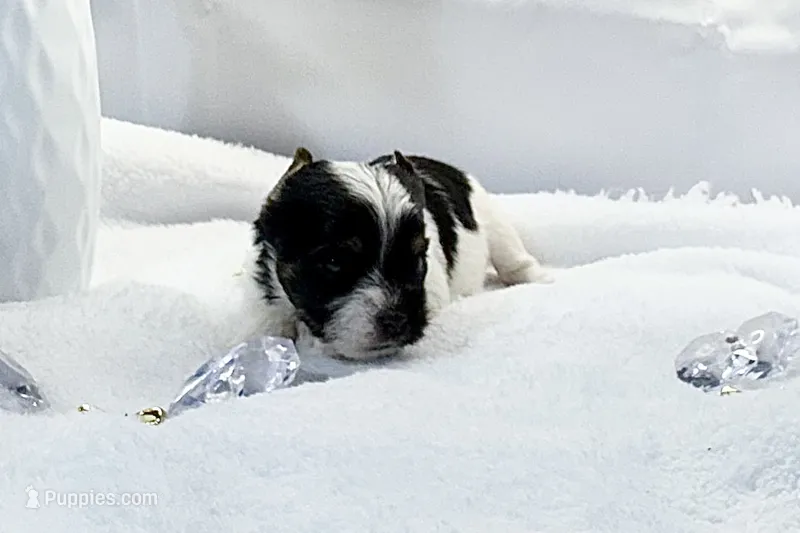 Pearl  – Yorkshire Terrier puppy for sale in Springfield, GA