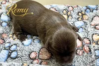 Remy - Quality Yorkie , a male Yorkshire Terrier for sale in Springfield, GA – 3 of 3