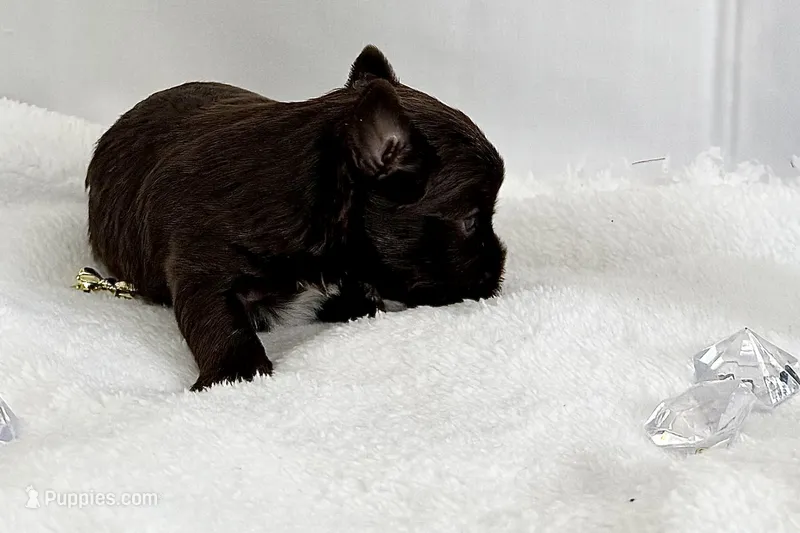 Remy - Quality Yorkie  – Yorkshire Terrier puppy for sale in Springfield, GA
