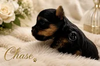 Tiny little Chase , a male Yorkshire Terrier for sale in Springfield, GA – 3 of 5