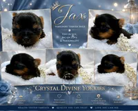 Ch Pedigree Jax , a male Yorkshire Terrier for sale in Springfield, GA – 3 of 5
