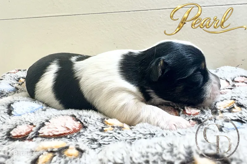 Pearl  – Yorkshire Terrier puppy for sale in Springfield, GA
