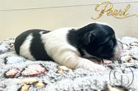 Pearl , a female Yorkshire Terrier for sale in Springfield, GA – 1 of 8