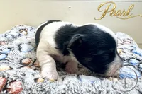 Pearl , a female Yorkshire Terrier for sale in Springfield, GA – 8 of 8