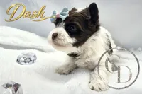 Dash - Quality Yorkie , a male Yorkshire Terrier for sale in Springfield, GA – 9 of 10