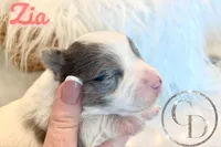 Zia the Blue Eyed Yorkie , a female Yorkshire Terrier for sale in Springfield, GA – Photo 5 of 8