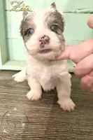 Zia the Blue Eyed Yorkie , a female Yorkshire Terrier for sale in Springfield, GA – Photo 4 of 8