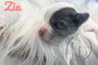 Zia the Blue Eyed Yorkie , a female Yorkshire Terrier for sale in Springfield, GA – Photo 6 of 8