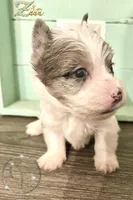 Zia the Blue Eyed Yorkie , a female Yorkshire Terrier for sale in Springfield, GA – Photo 8 of 8