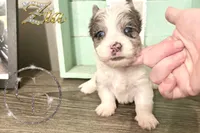 Zia the Blue Eyed Yorkie , a female Yorkshire Terrier for sale in Springfield, GA – Photo 1 of 8