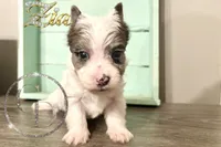 Zia the Blue Eyed Yorkie , a female Yorkshire Terrier for sale in Springfield, GA – Photo 3 of 8