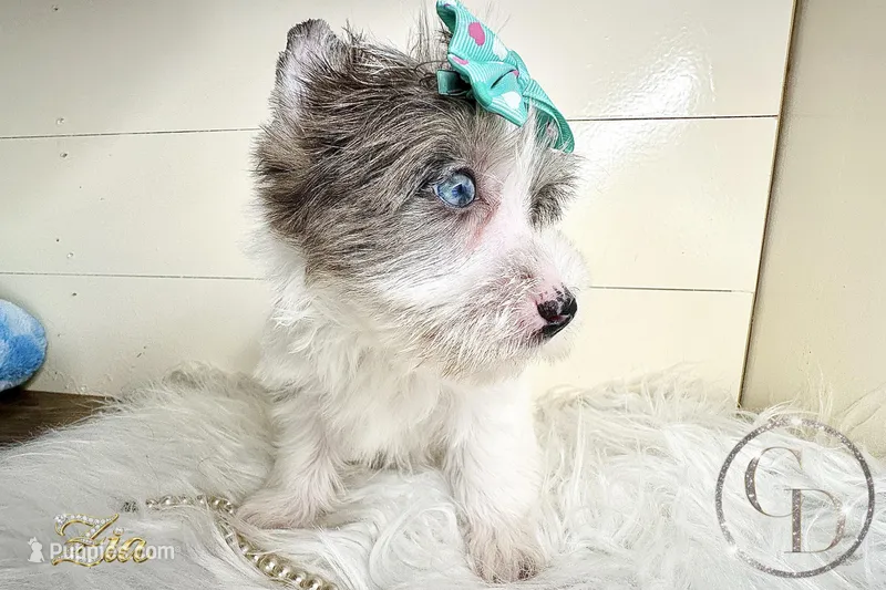 Zia the Blue Eyed Yorkie  – Yorkshire Terrier puppy for sale in Springfield, GA