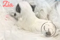 Zia the Blue Eyed Yorkie , a female Yorkshire Terrier for sale in Springfield, GA – Photo 7 of 8