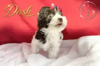Dash - Quality Yorkie , a male Yorkshire Terrier for sale in Springfield, GA – 6 of 10