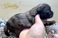 Bentley - Quality Yorkie , a male Yorkshire Terrier for sale in Springfield, GA – 3 of 4
