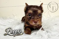 Tiny Little Poppy, a female Yorkshire Terrier for sale in Springfield, GA – Photo 4 of 5