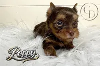Tiny Little Poppy, a female Yorkshire Terrier for sale in Springfield, GA – Photo 2 of 5