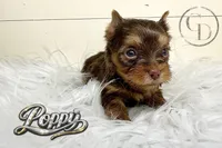 Tiny Little Poppy, a female Yorkshire Terrier for sale in Springfield, GA – Photo 3 of 5