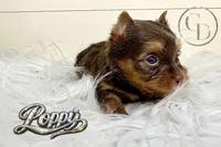 Tiny Little Poppy, a female Yorkshire Terrier for sale in Springfield, GA – Photo 5 of 5
