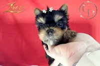 Nico doll faced quality Yorkie  , a male Yorkshire Terrier for sale in Springfield, GA – 9 of 10